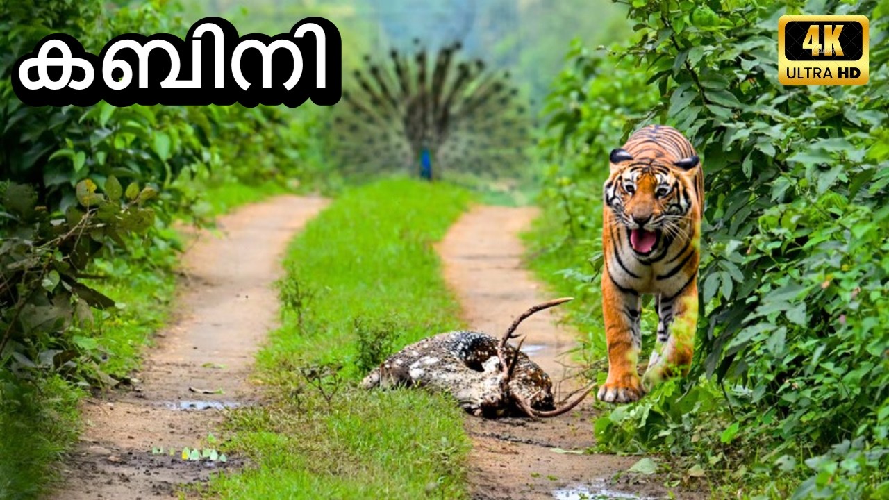A Tiger Killed a Big Spotted Deer | Kabini Safari | 4K UHD