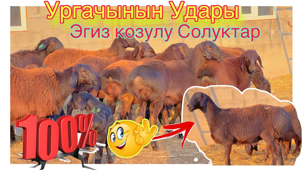 🔥🥊Мына Сагы ургачы Козунун удары эгиз козулу Солуктар@BARPYKG 