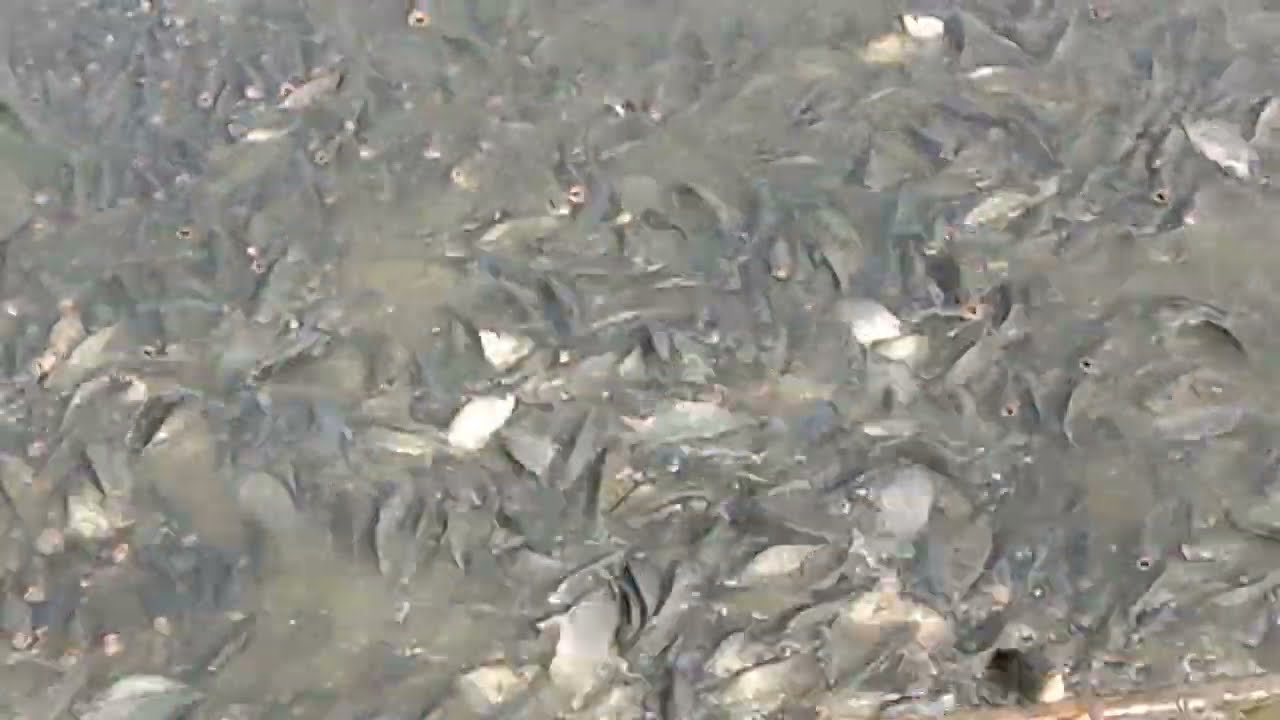 পুকুরে তেলাপিয়া চাষের ভিডিও। Tilapia fish vidio in the pond.