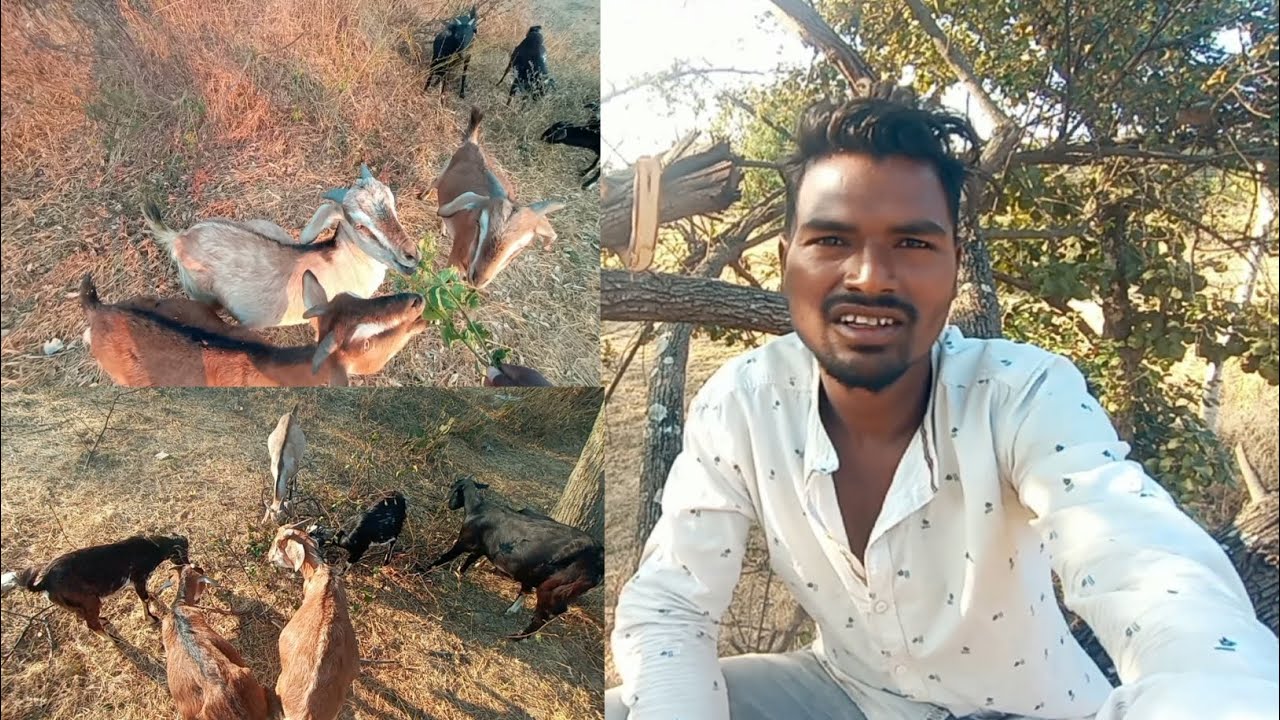 Rani Bakri ke liye Gana Pes kiya  #ALWA JALWA VLOG#