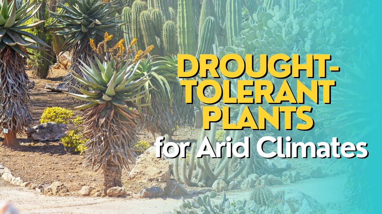 Drought-Tolerant Plants for Arid Climates