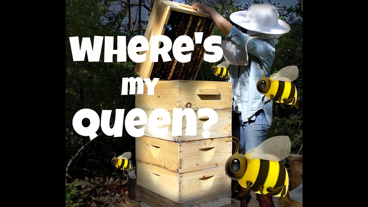 Where's my Queen -- One Last Look Before I Re-queen  5/9/2018 - Bee Vlog #5