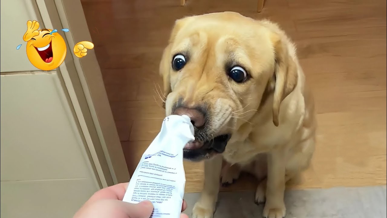 You definitely won’t be able to stop laughing at these dogs 🤪🐕 Funniest Dog Compilation 2026