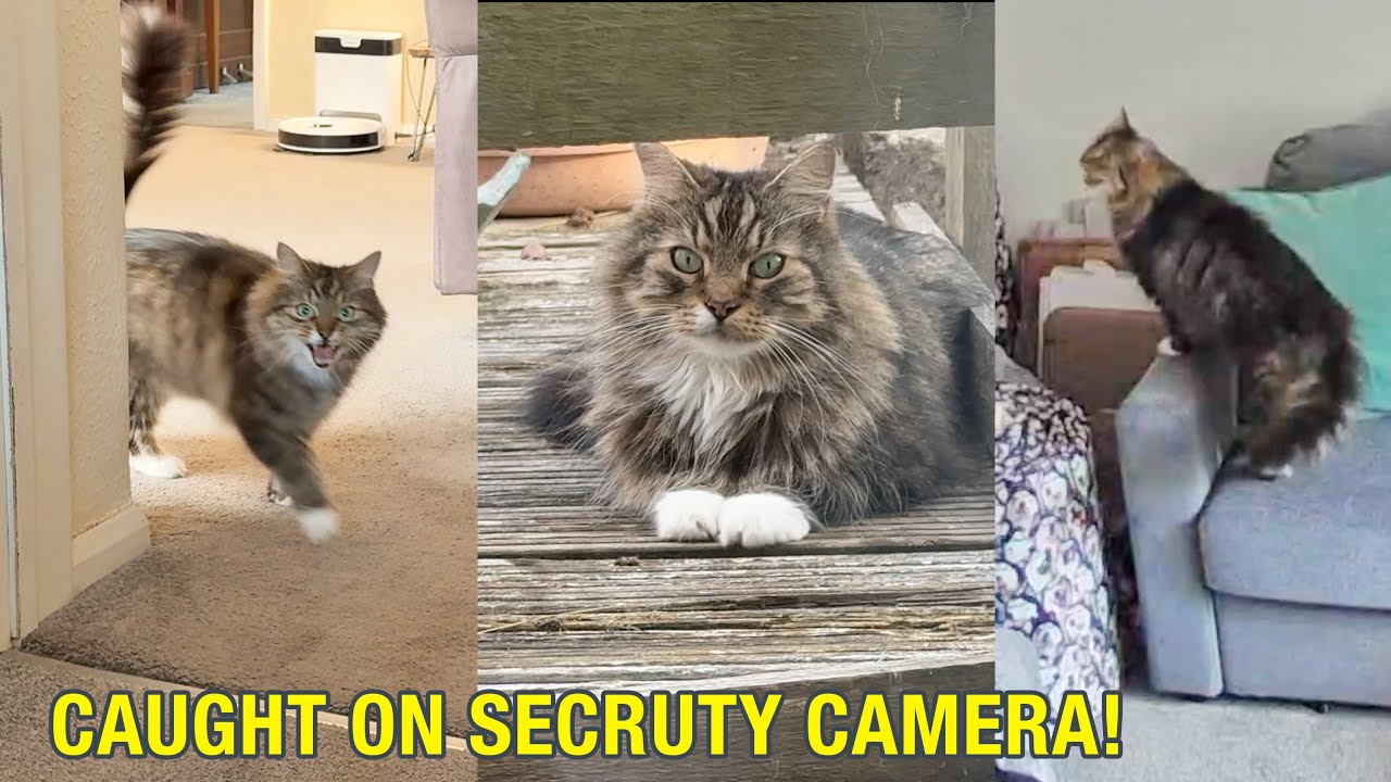 Neightbours Cat SEARCHES House For Me When I’m Out!