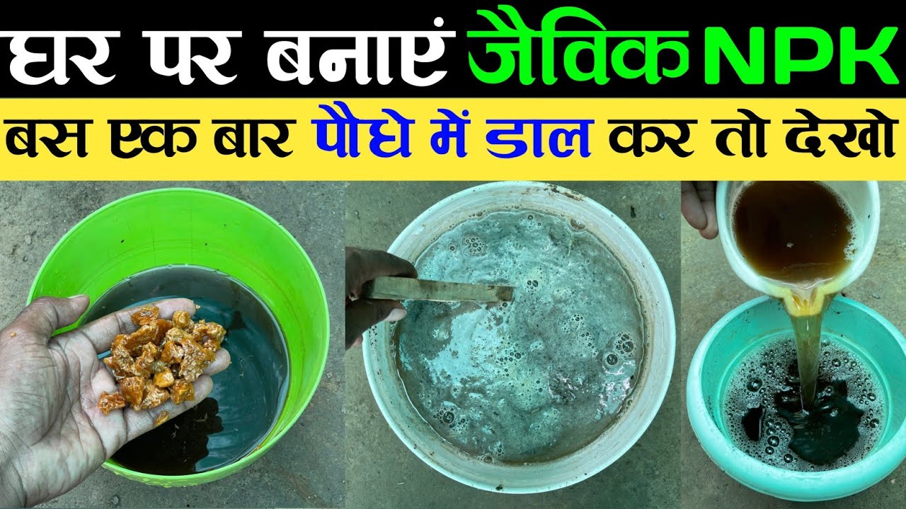 How To Make Organic NPK Fertilizer | घर पर बनाएं जैविक NPK खाद | Organic NPK Fertilizer | NPK khad