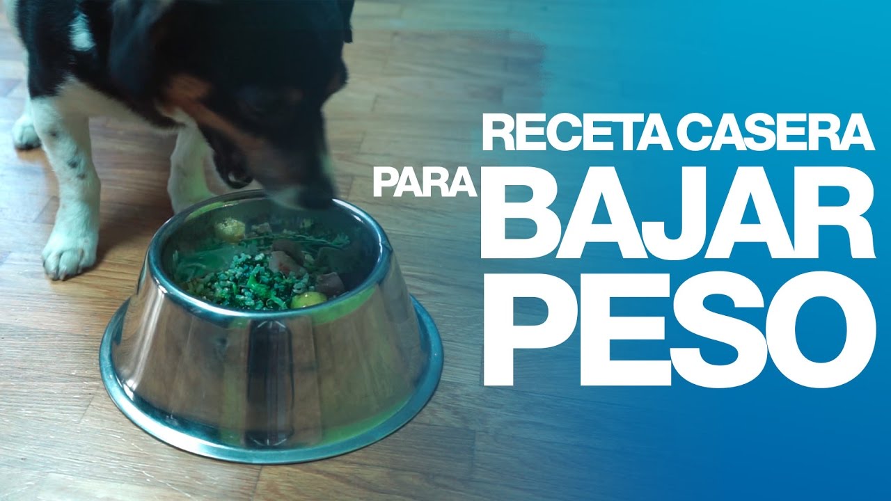 Receta para perros que necesitan bajar de peso