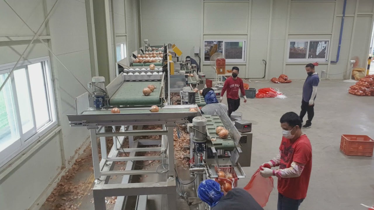 Partime Job here in South Korea( Onion Sorting)