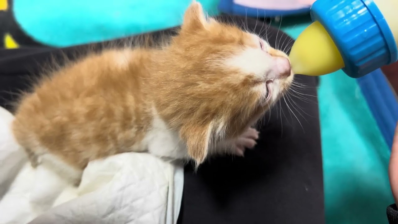 【保護猫】今日の信くんの様子です！【子猫】