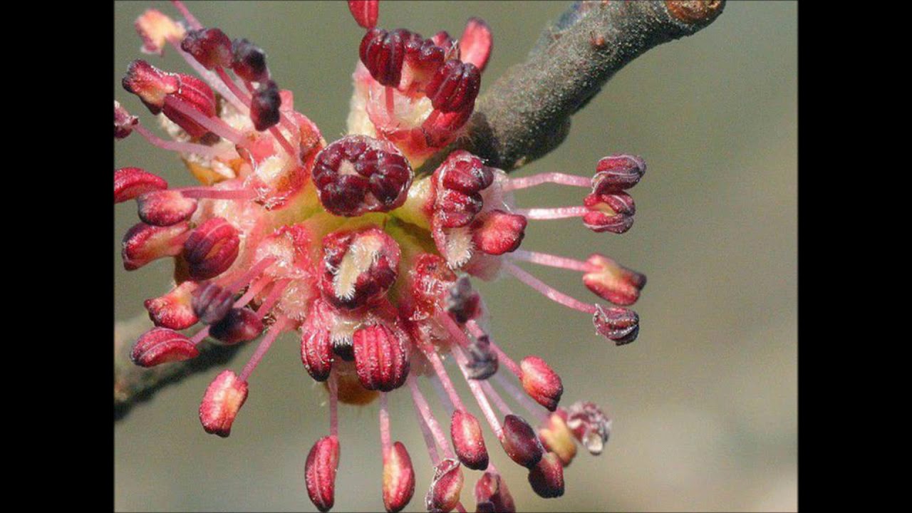 Florais de Bach:  Elm