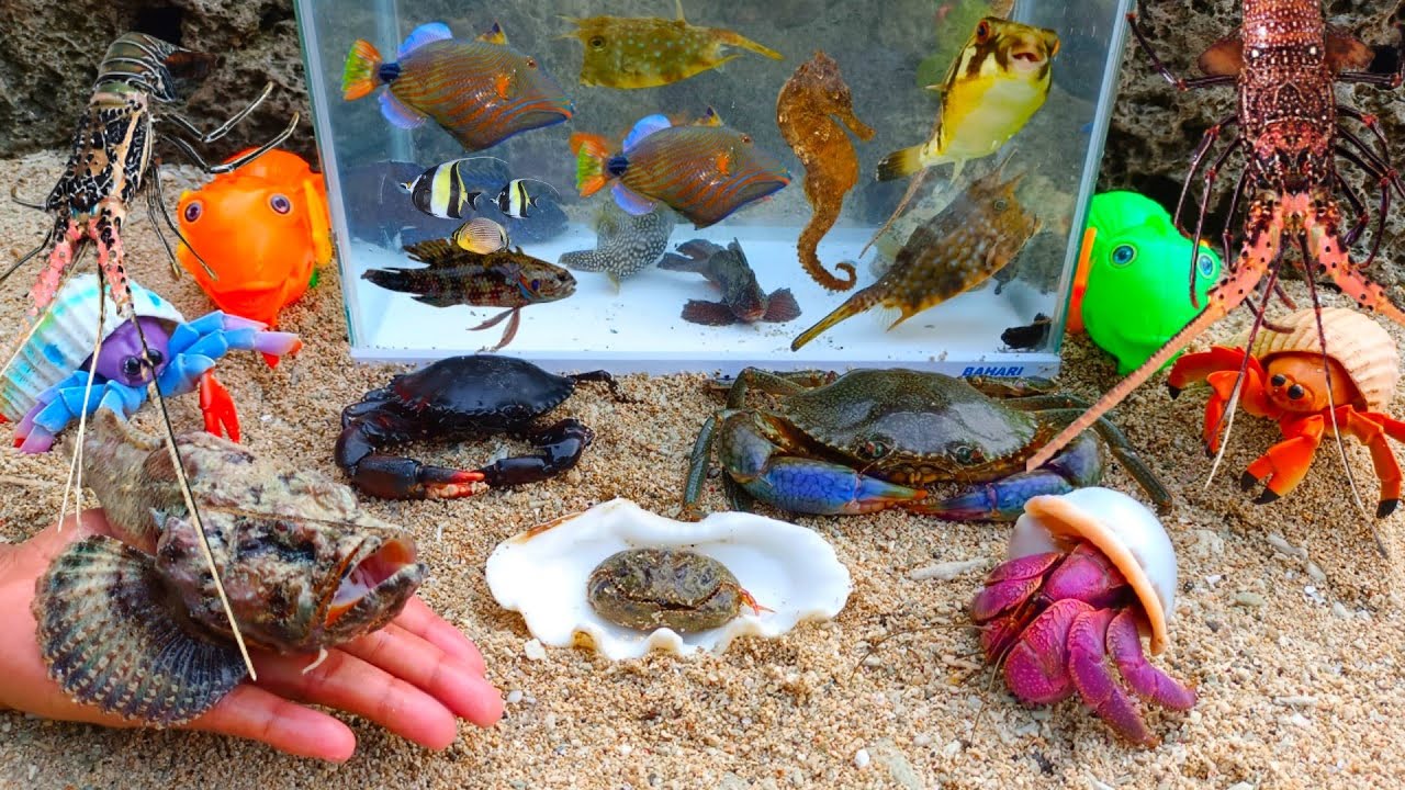 Looking for ornamental fish, real lobsters, large hermit crabs, crabs, seahorses, puffer fish