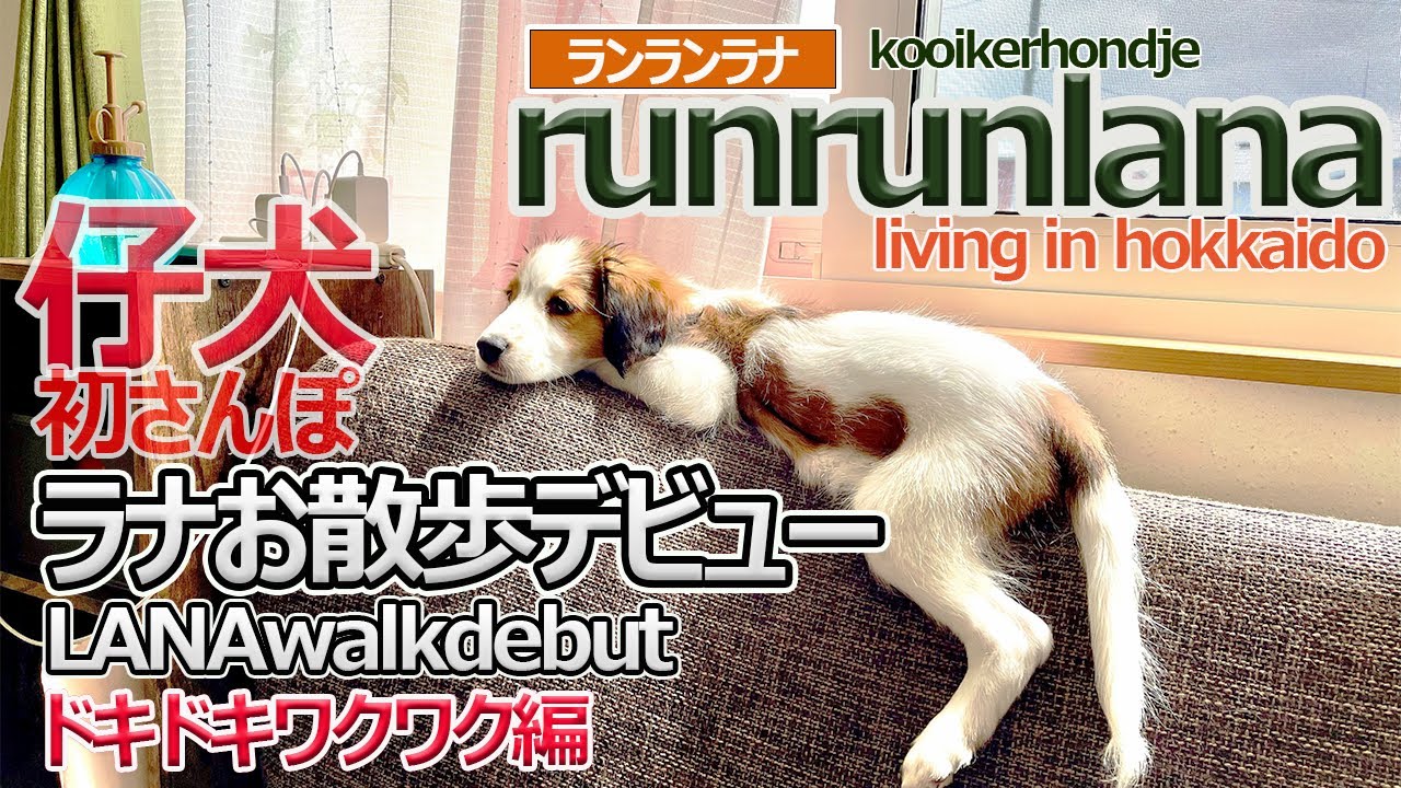 #9 　コーイケルホンディエ　お散歩デビュードキドキワクワク楽しいね。