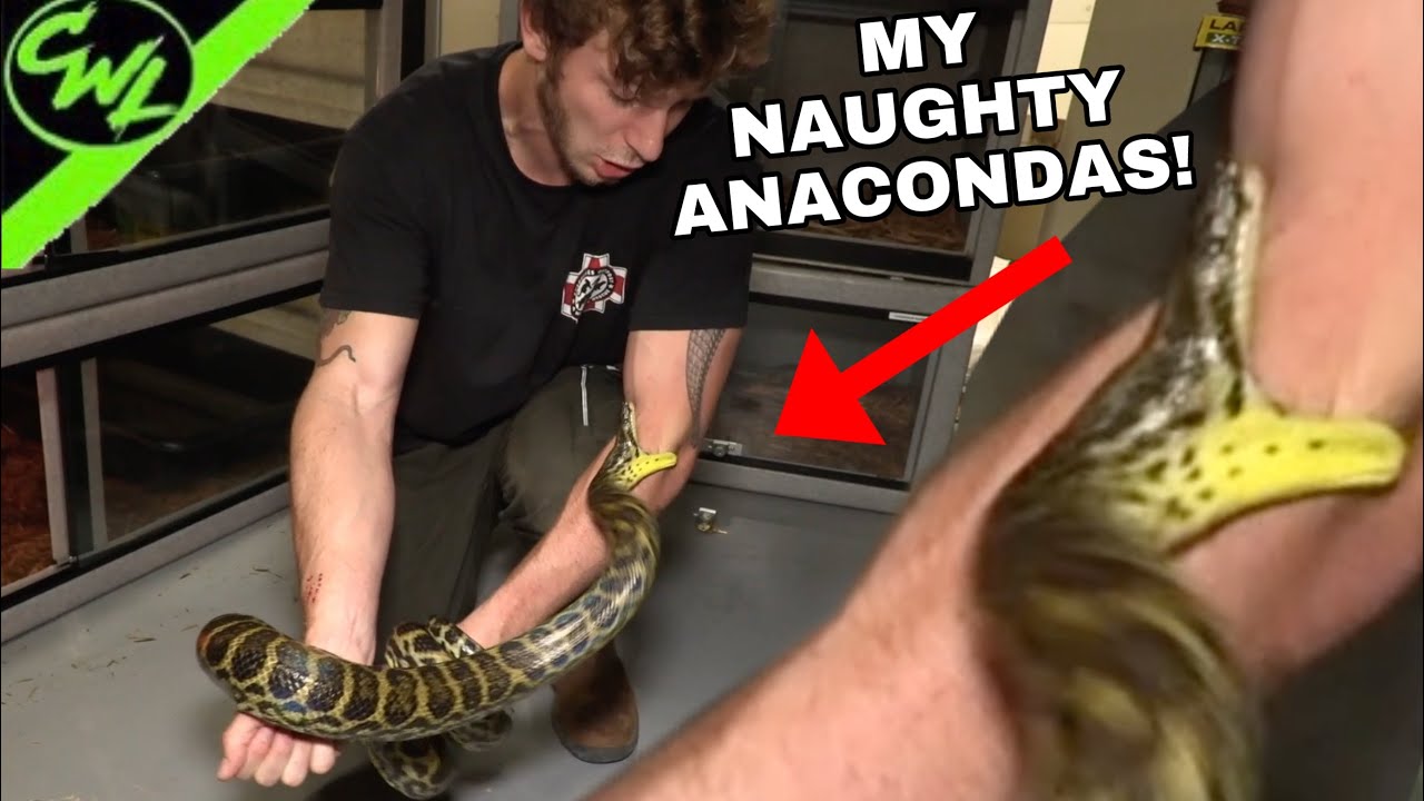 MY NAUGHTY ANACONDAS!!!