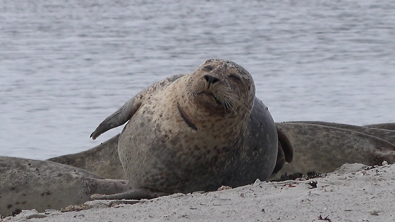 Helgoland Seehunde 4K  -  Ein kurzer Film &uuml;ber die Seehunde auf Helgoland