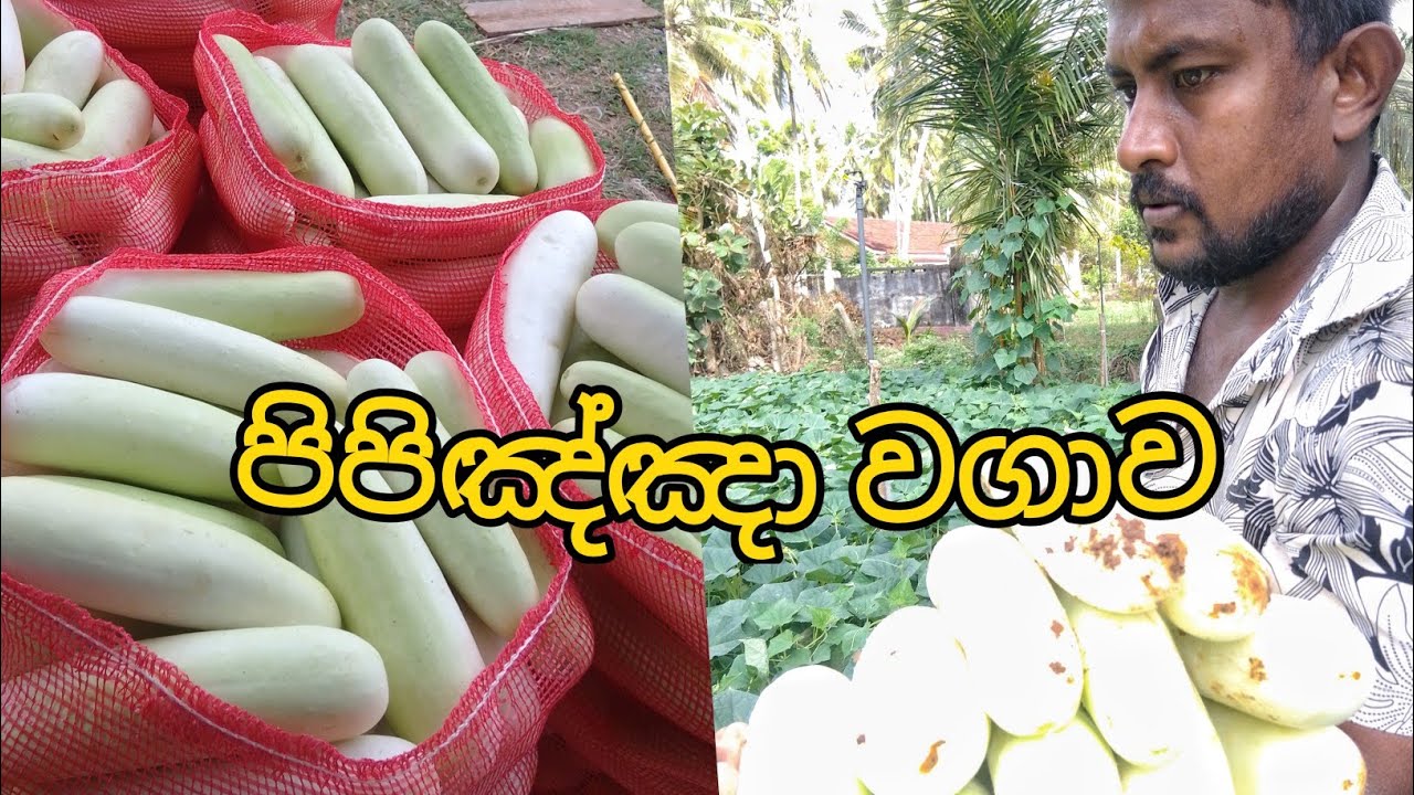  සාර්ථකව පිපිඤ්ඤා වගාවක් සිදු කරමු. Growing to cucumber A to Z... 🌱🥒