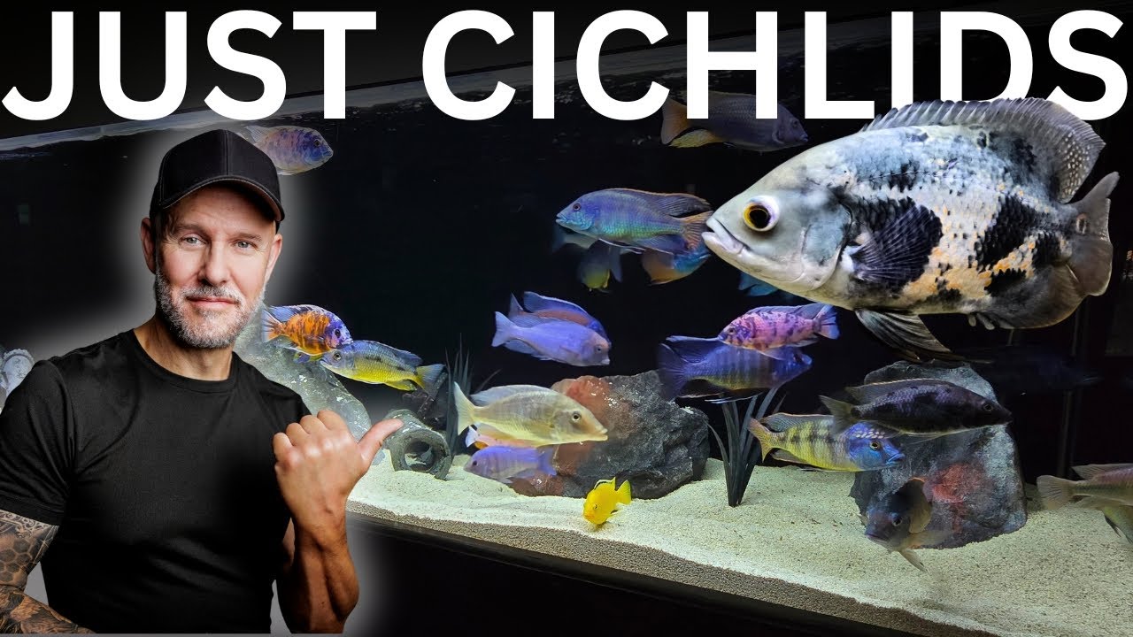 Just BEAUTIFUL Cichlids & Music
