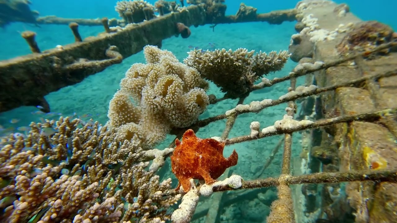 Scuba diving, Eilat, dec 25-feb 26