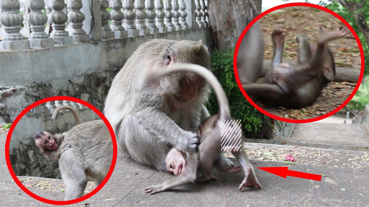 Baby Monkey Emma Cry And Fall Backwards | Emma, ​​Emila's Baby