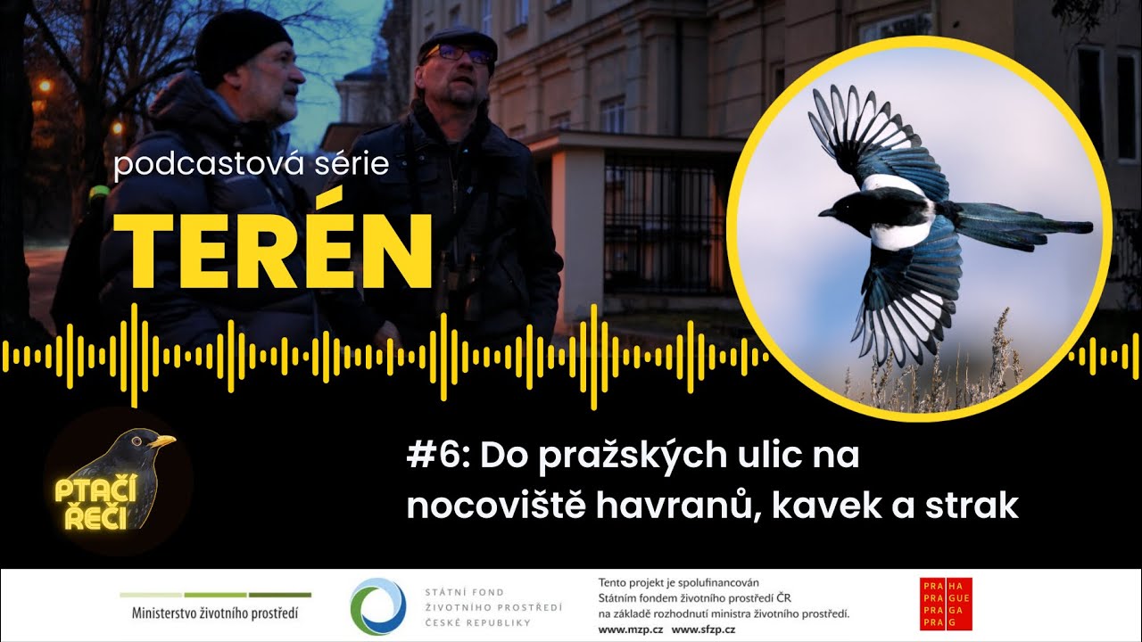 Terén #6: Do pražských ulic na nocoviště havranů, kavek a strak