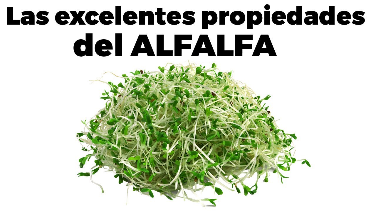 ❇️9 BENEFICIOS DEL ALFALFA, propiedades, cómo comerla, y efectos secundarios