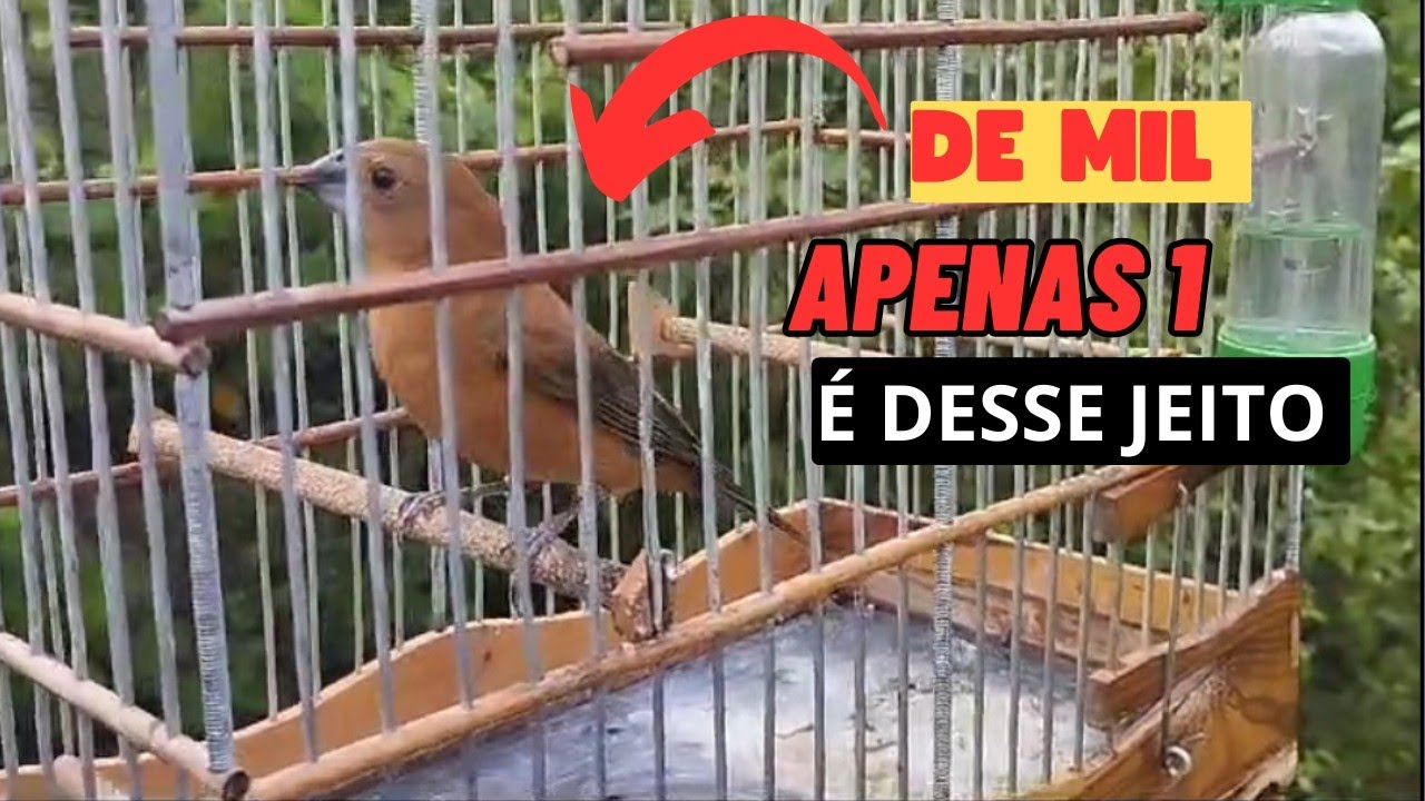 O que fazer para ter um AZULÃO pardo diferenciado