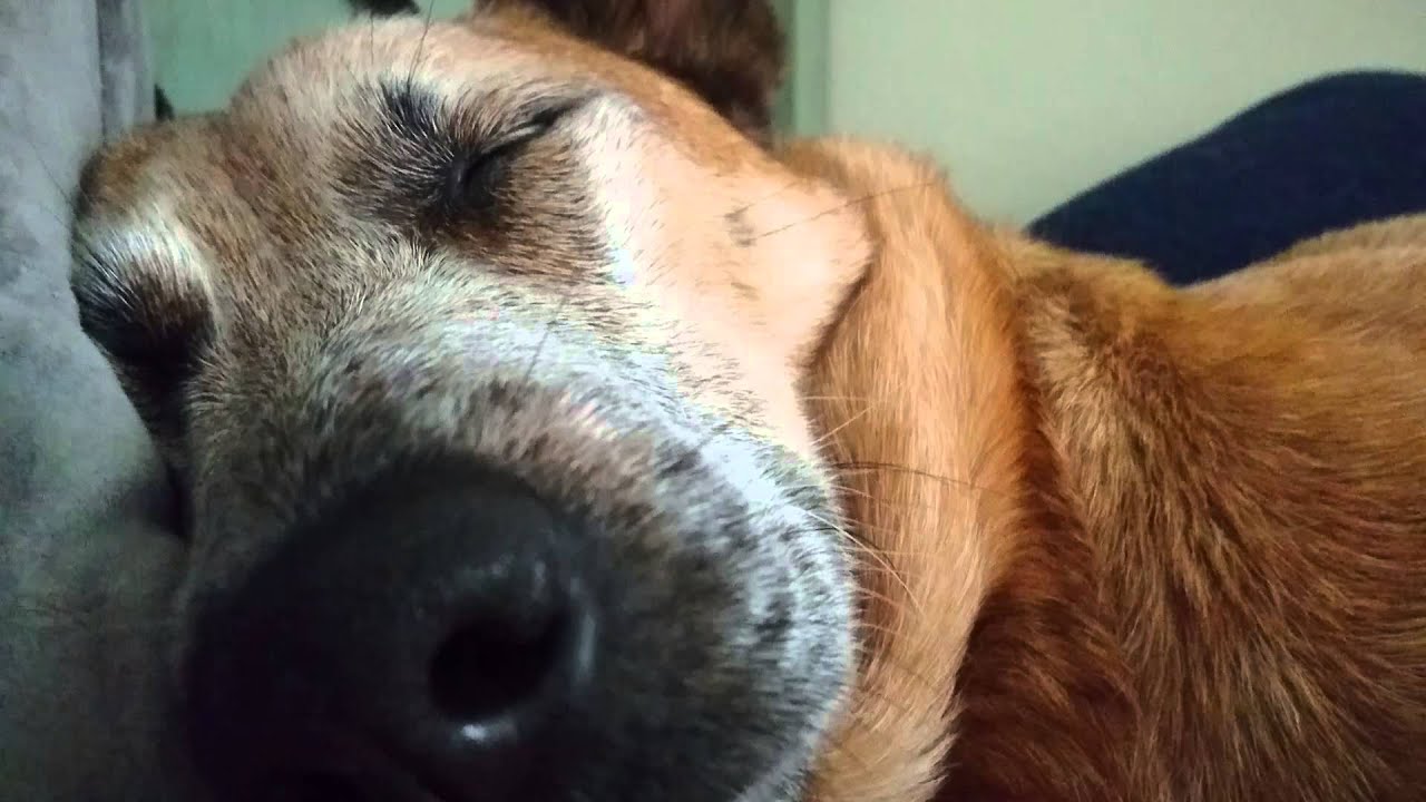 Badger snoring