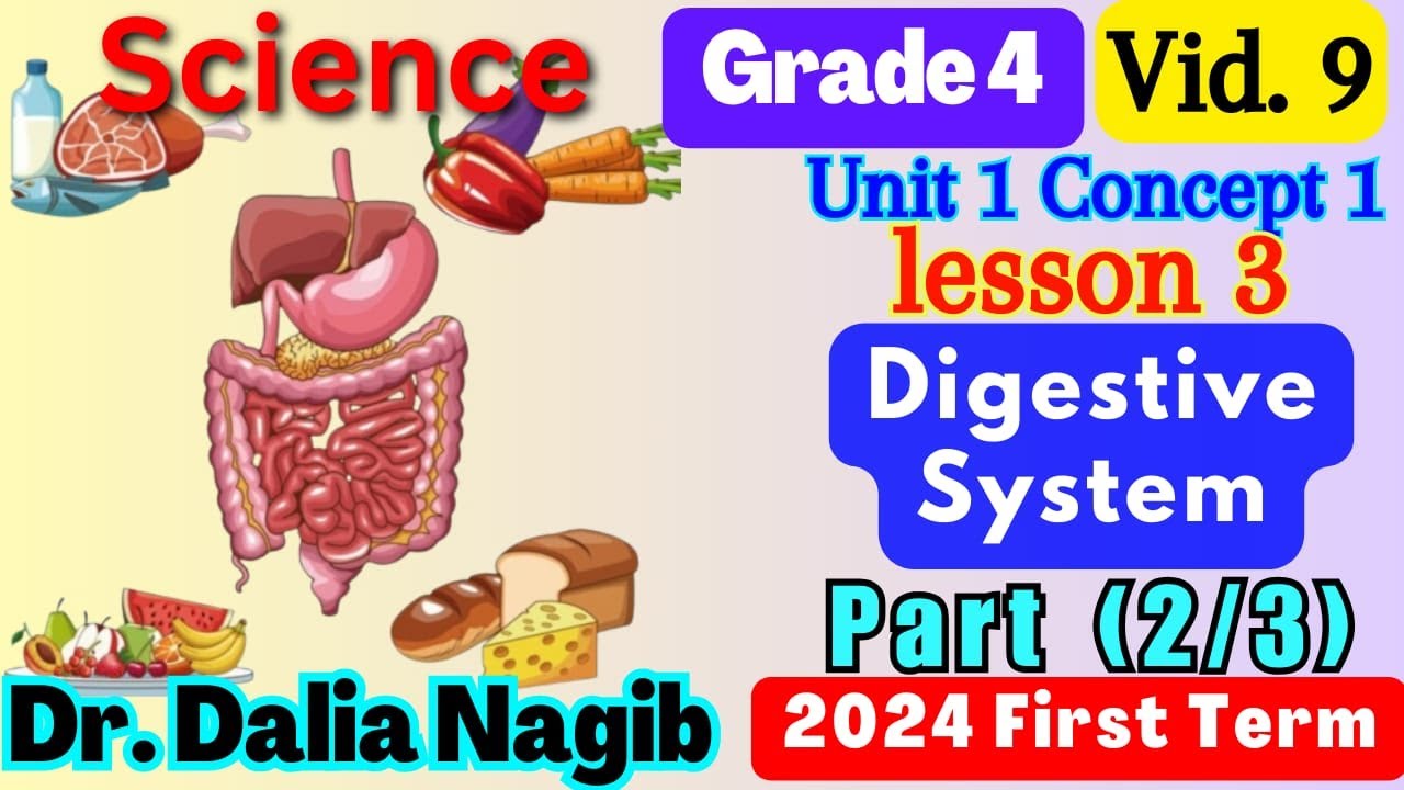 ساينس رابعه ابتدائي المنهج الجديد   Science Grade 4 Digestive System Concept 1 Lesson 3 Part 2