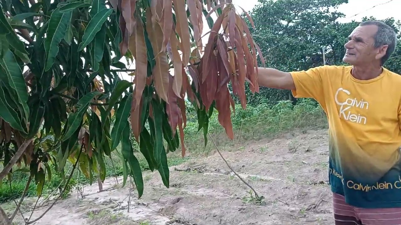 Luiz amostrando às plantas 