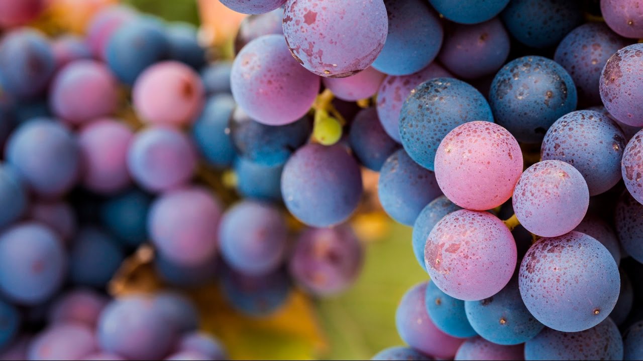 A wine lover's guide to pinot noir | The world of wine