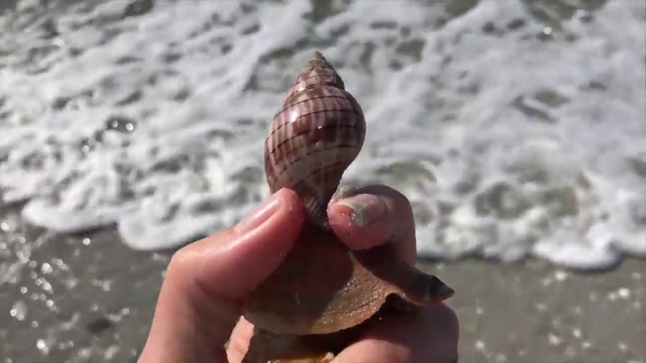 Shelling at Bowmans Beach, Sanibel. Scallops, Tulips, Florida Fighting Conch