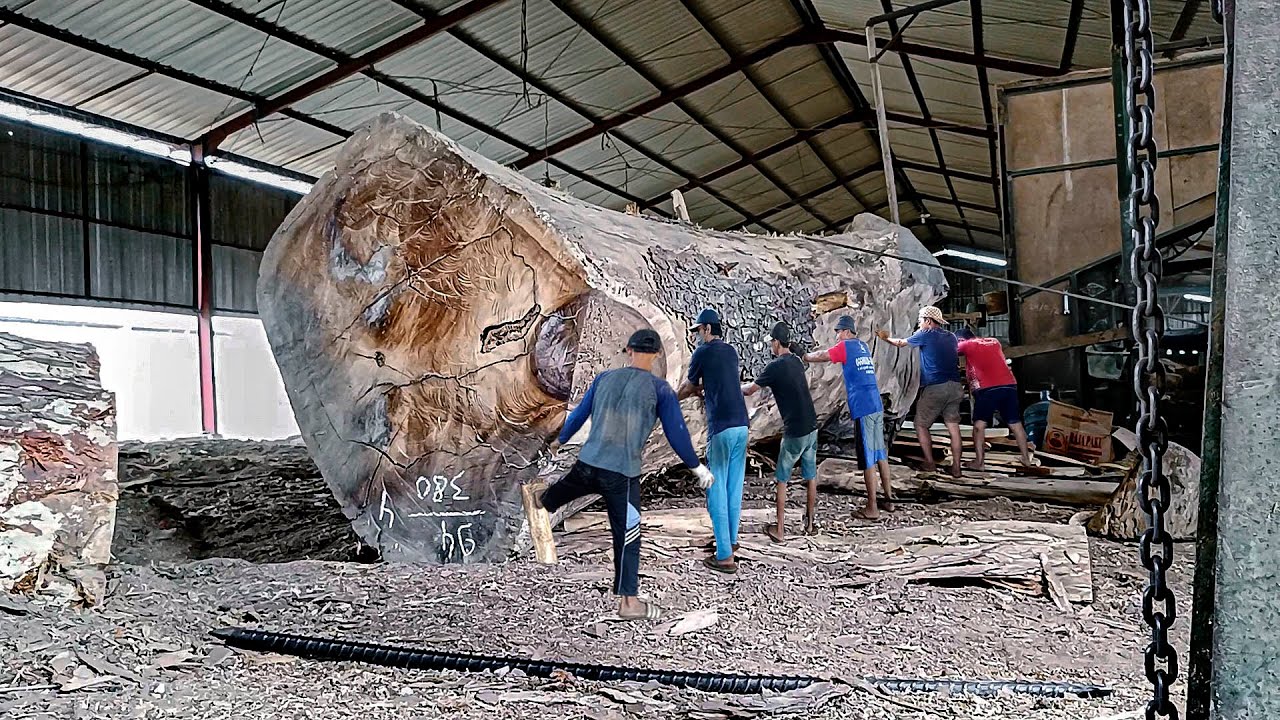 Hanya 1milyar sultan tebus kayu trembesi mewah ! Digergaji bahan papan I Sawmill