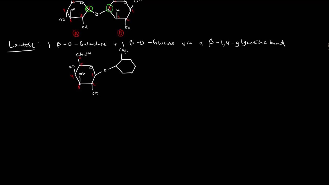 Carbohydrates (Part 3 of 4) - Disaccharides and Polysaccharides