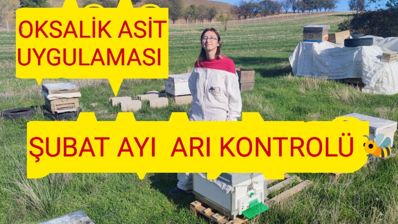 ŞUBAT AYI ARI BAKIMI 🐝ÇOK ÖNEMLİ BİLGİLER 🐝YENİ BAŞLAYANLAR MUTLAKA İZLESİN 🐝#arıcılık#yalvaç 