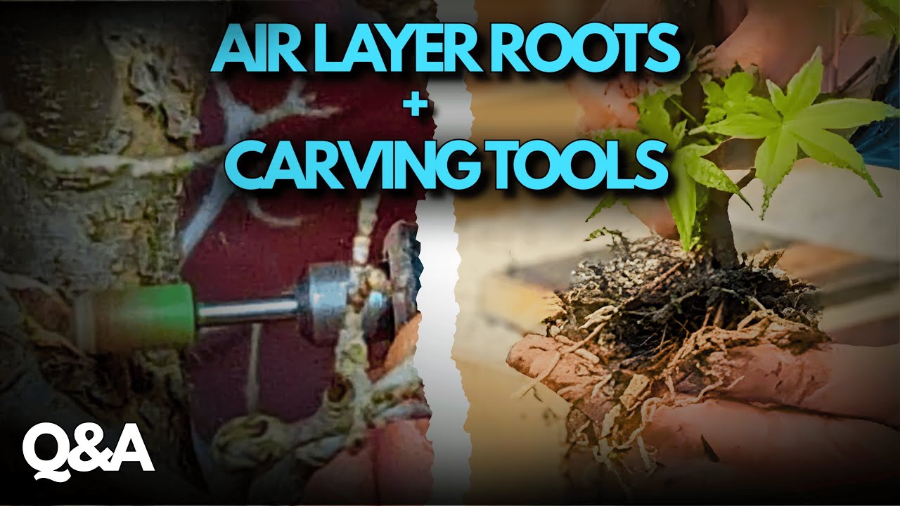Air Layer Bonsai Roots Explained + Best Carving Tools for Yamadori (Q&A #2)