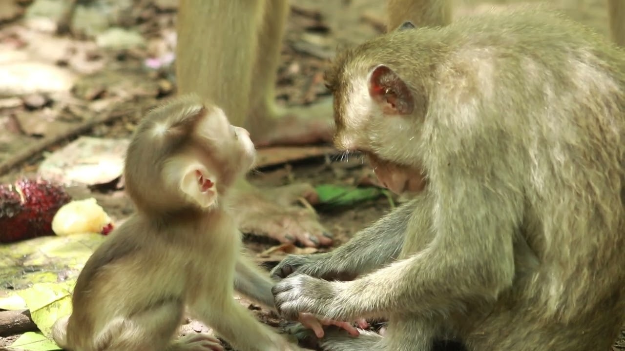Monkey Julie and  Little Jenifer  Sit   Around after Get Food  on July7,2024 M S/N..22