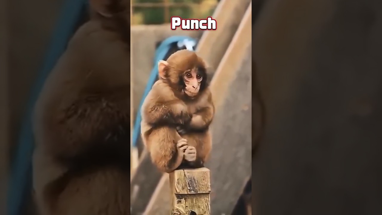 Punch &mdash; The Abandoned Baby Monkey Who Survived by Hugging a Toy 🐒💔