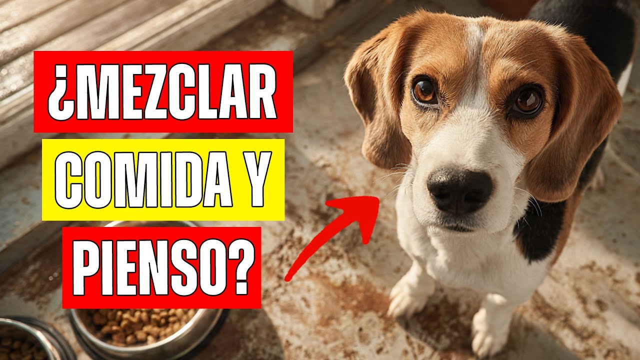 ¿Se Puede Mezclar Comida Natural con Pienso Seco?