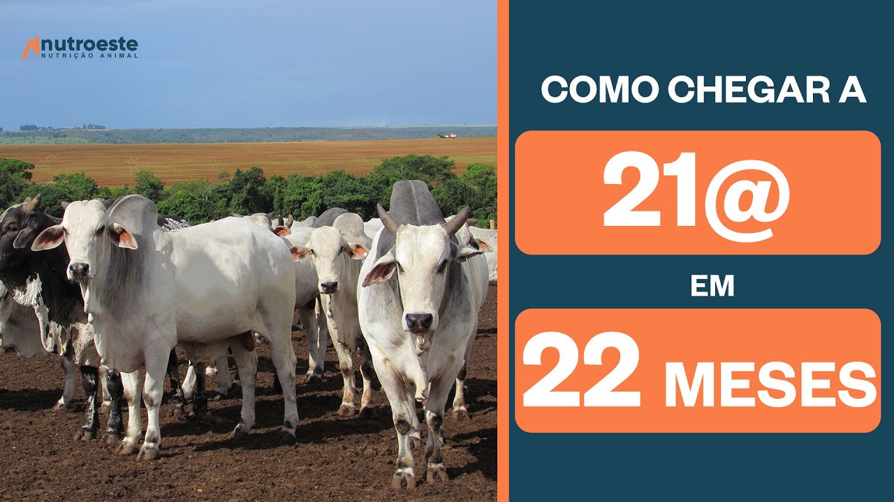 Como Engordar o gado com mais eficiência?