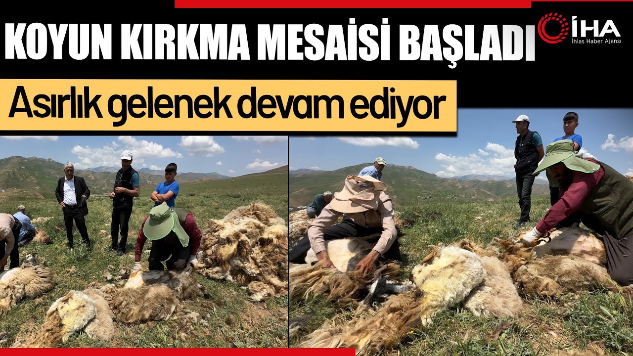Yüksekova'da Koyun Kırkma Mesaisi Başladı