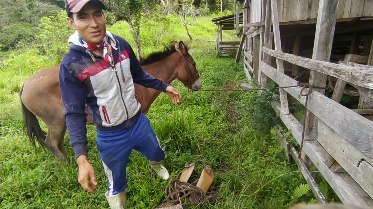 Cómo ensillar una mula 🐴