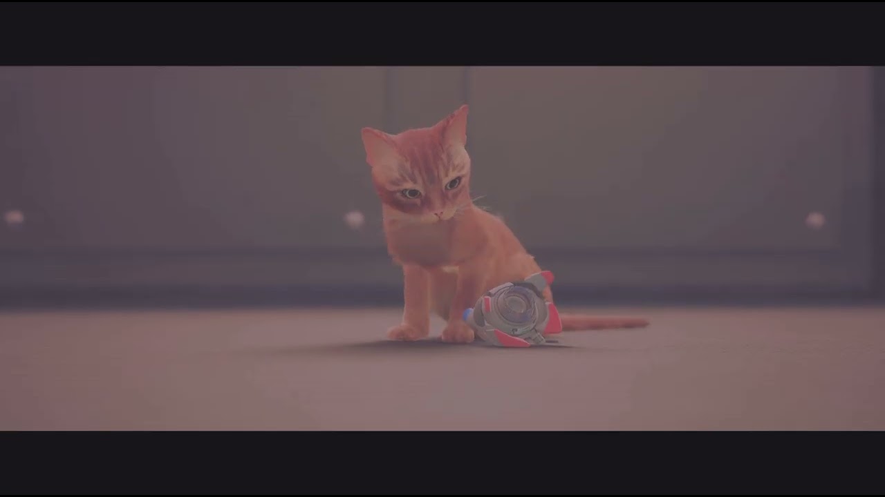Stray_20260221085746