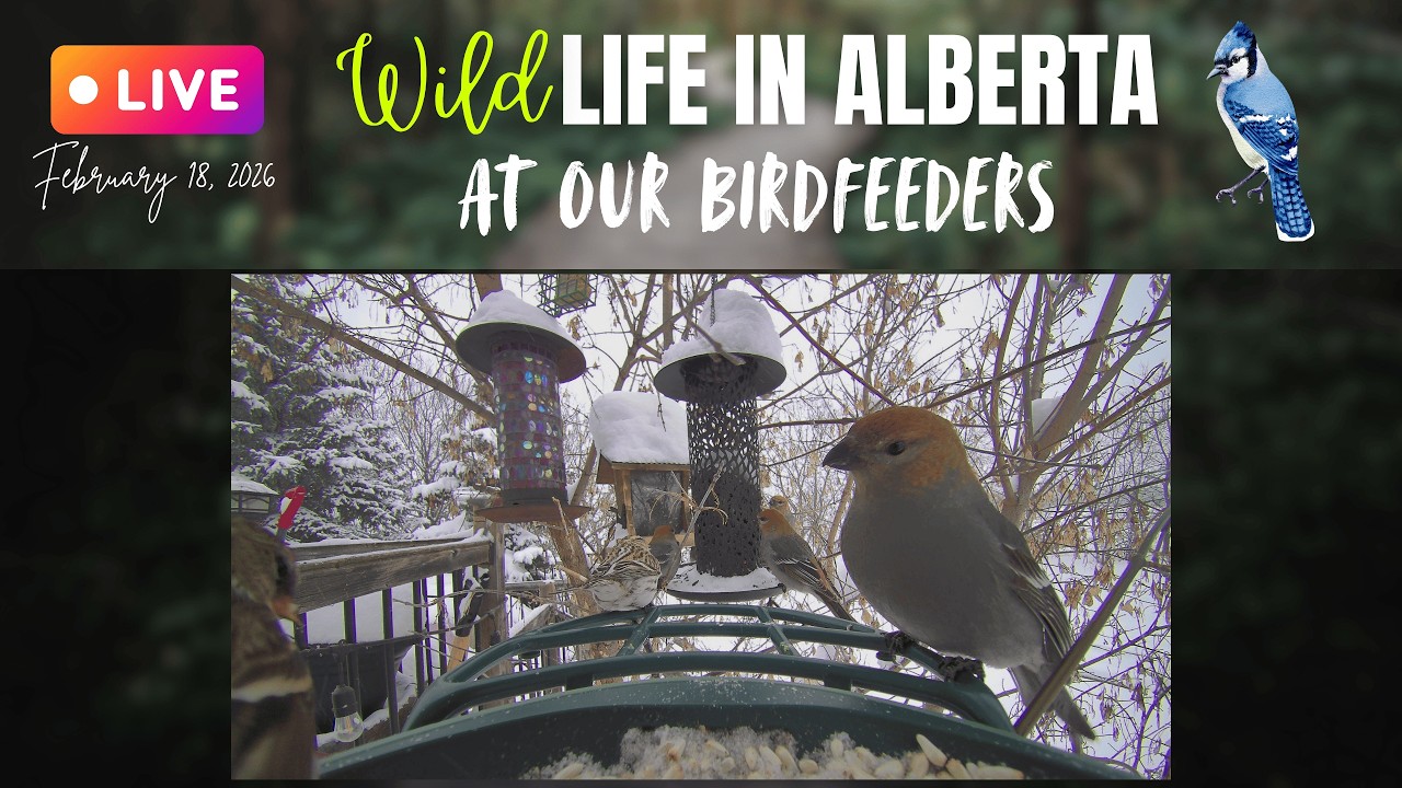 The sun is peeking out after a foot of snow came down!  The birds are hungry! #alberta #birds #snow