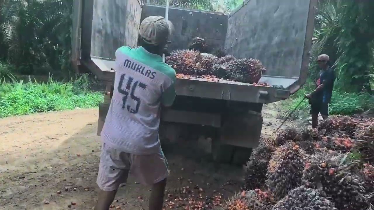 Proses Pengangkutan Buah Kelapa Sawit || Buah Sawit Babon 