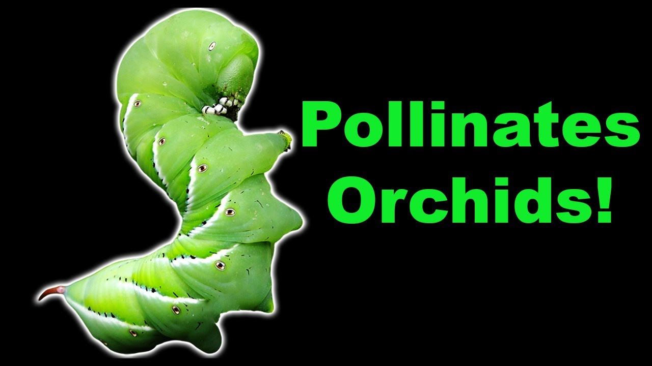 The SURPRISING Importance of Moths in Pollination!