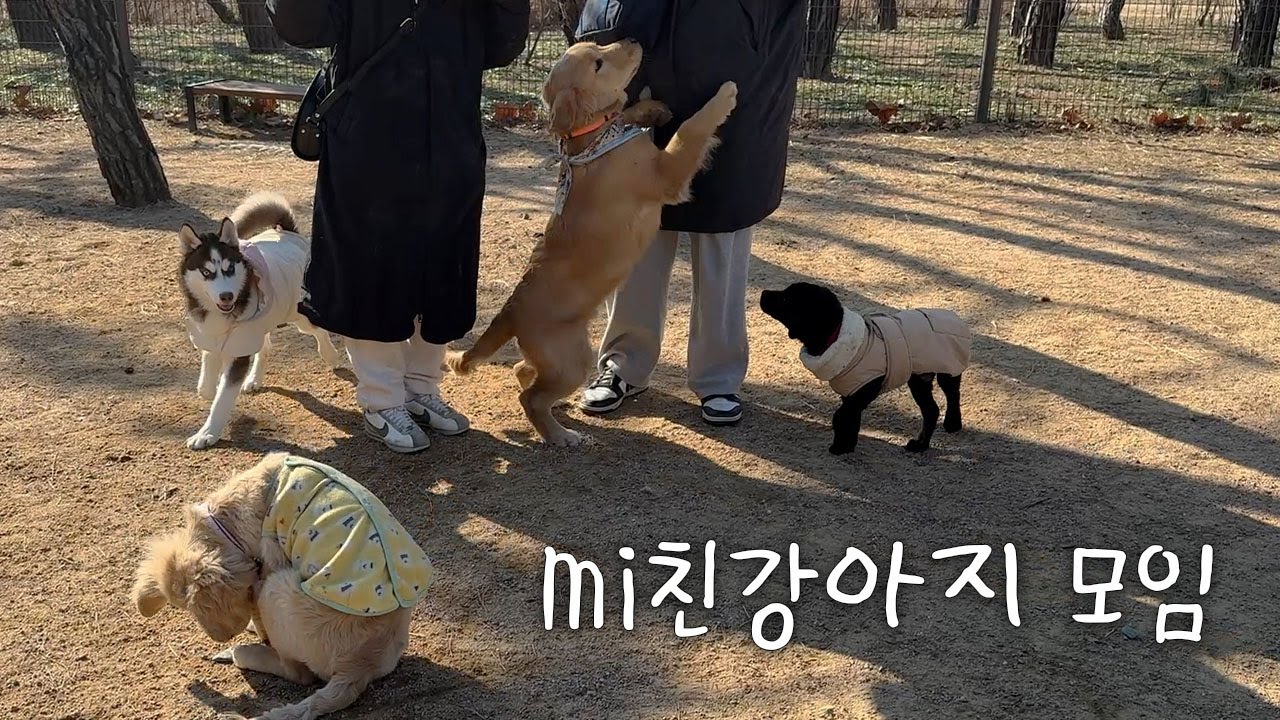 5개월 강아지들이 모이면 생기는 일
