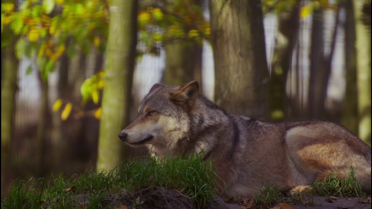 Lobo en el bosque | Sonidos del bosque
