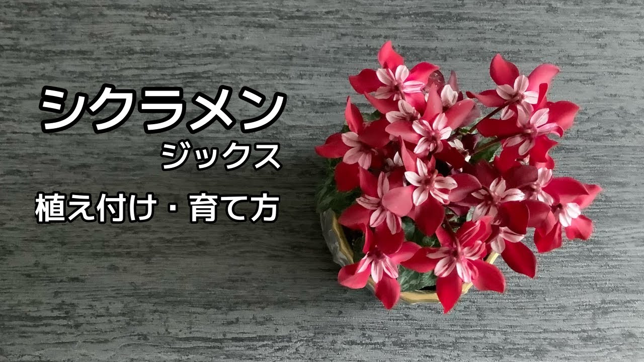 【シクラメン】ジックスの育て方、管理方法「冬の鉢花の女王」