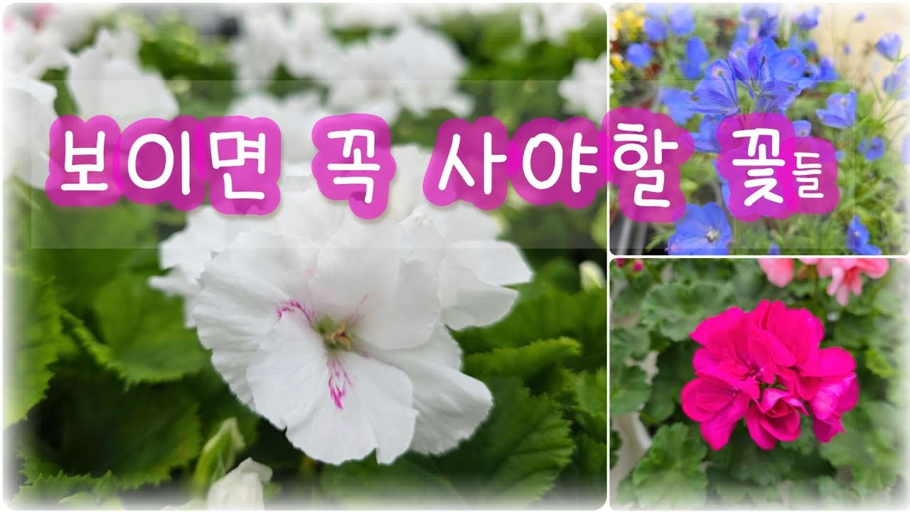 꽃집에서 보면 꼭 사야할 꽃 추천🌸 유럽제라늄 6종, 델피늄, 베들레햄별꽃 등 키우는 방법까지~ #플라워러브 #유럽제라늄  #리갈제라늄 #델피늄  #은혜화훼판매장 