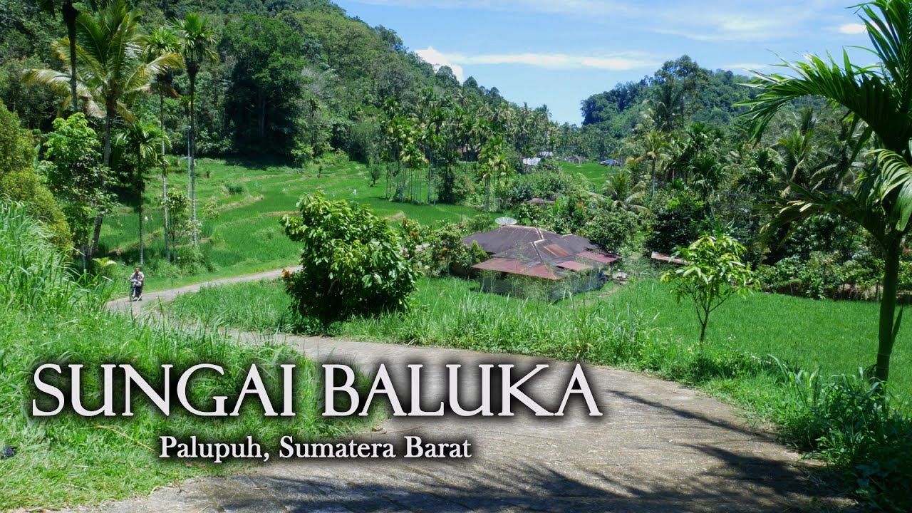 SUNGAI BALUKA | Temukan Kedamaian Diantara Hijaunya Persawahan | Palupuh, Sumatera Barat