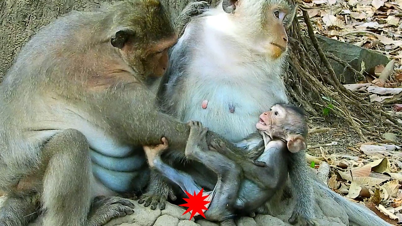 Strange we@n baby..Fat JINX tried not her baby JAGGER stubborn to flow her tank milk till she`s thin