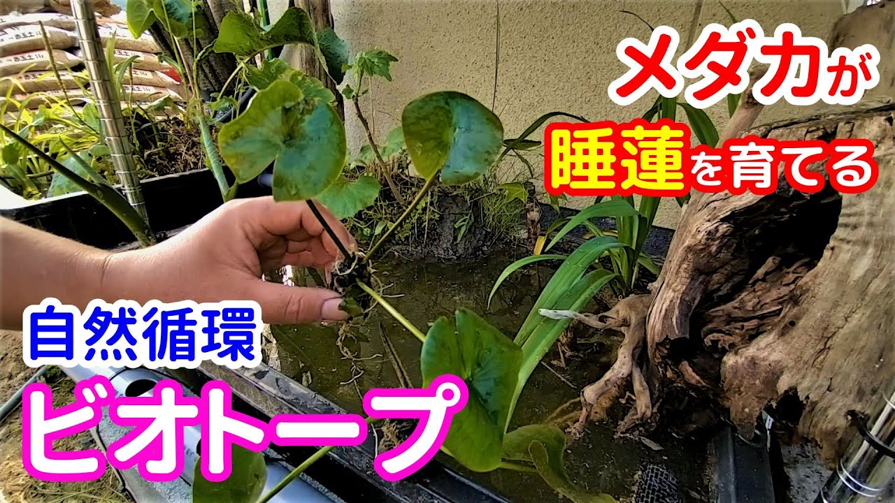 メダカの循環型ビオトープで睡蓮を自然栽培！ メダカと睡蓮のオーガニック・ビオトープ 第2話